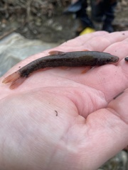 Rhinichthys cataractae