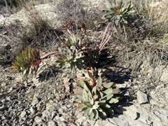 Euphorbia nicaeensis