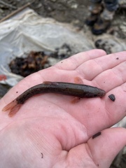 Rhinichthys cataractae