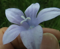 Wahlenbergia krebsii