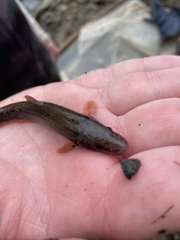 Rhinichthys cataractae