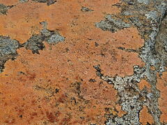 Caloplaca cinnabarina