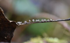 Diderma hemisphaericum