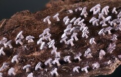 Diderma hemisphaericum