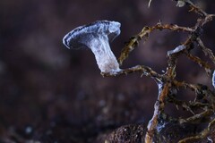 Diderma hemisphaericum