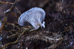 Diderma hemisphaericum