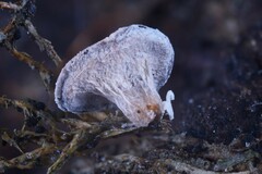 Diderma hemisphaericum