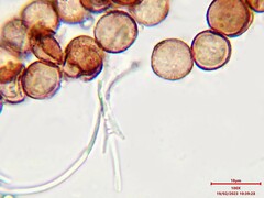 Diderma hemisphaericum