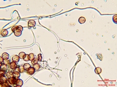 Diderma hemisphaericum