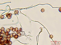 Diderma hemisphaericum
