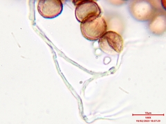Diderma hemisphaericum