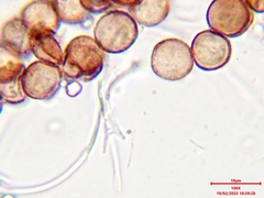 Diderma hemisphaericum