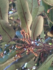 Aextoxicon punctatum