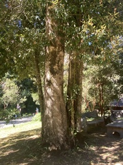 Aextoxicon punctatum