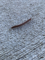 Myriapoda