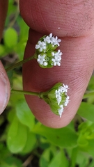 Valerianella radiata