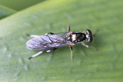 Merosargus