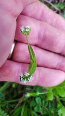 Valerianella radiata