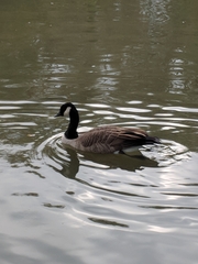 Branta canadensis