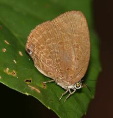 Arhopala major