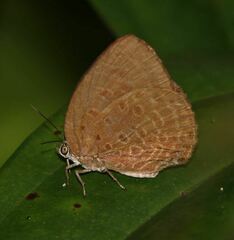 Arhopala major