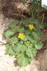 Eucnide bartonioides