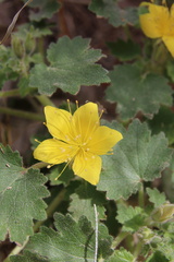 Eucnide bartonioides