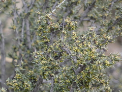 Condalia ericoides