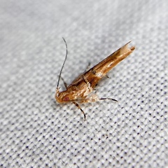 Anatrachyntis rileyi