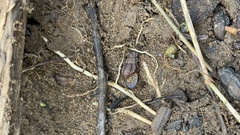 Juga plicifera