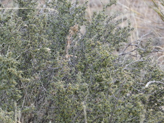 Condalia ericoides