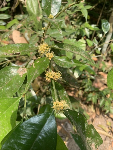Buxus cochinchinensis