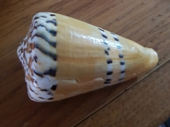Conus mustelinus