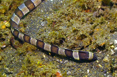 Myrichthys colubrinus