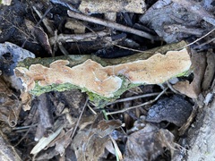 Byssomerulius corium