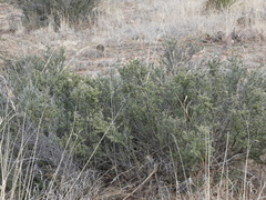 Condalia ericoides