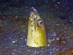 Ophichthus altipennis