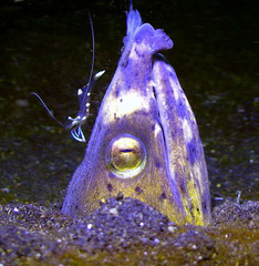Ophichthus altipennis