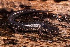 Plethodon chlorobryonis