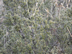 Condalia ericoides