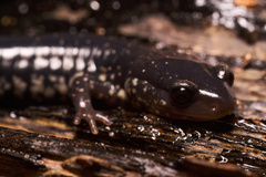 Plethodon chlorobryonis