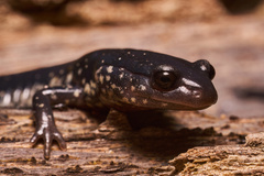 Plethodon chlorobryonis