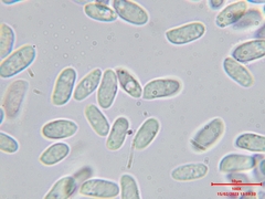 Byssomerulius corium