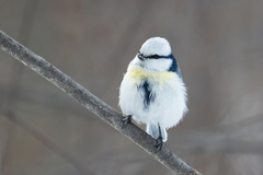 Cyanistes caeruleus × cyanus