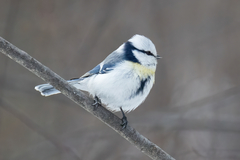 Cyanistes caeruleus × cyanus