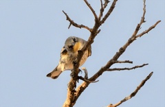 Setophaga coronata