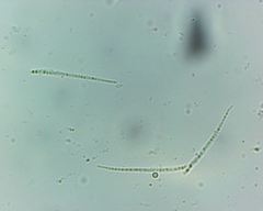 Bacidia schweinitzii