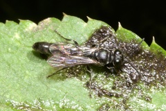 Trypoxylon