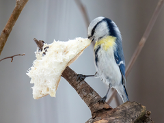 Cyanistes caeruleus × cyanus