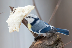 Cyanistes caeruleus × cyanus
